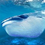 Blue Whale Game APK Blue Whale Game APK
